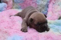 Pat, a male French Bulldog for sale in Weaubleau, MO – 8 of 8