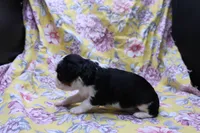 Walter, a male Cavalier King Charles Spaniel for sale in Weaubleau, MO – 2 of 4