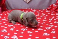 Aspen, a female Miniature Dachshund for sale in Weaubleau, MO – Photo 2 of 8