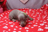 Aspen, a female Miniature Dachshund for sale in Weaubleau, MO – Photo 6 of 8