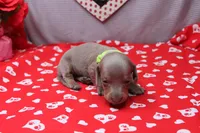 Aspen, a female Miniature Dachshund for sale in Weaubleau, MO – Photo 4 of 8