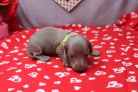 Aspen, a female Miniature Dachshund for sale in Weaubleau, MO – Photo 1 of 8