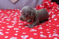 Aspen, a female Miniature Dachshund for sale in Weaubleau, MO – Photo 3 of 8