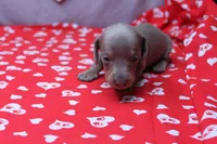 Aspen, a female Miniature Dachshund for sale in Weaubleau, MO – Photo 7 of 8