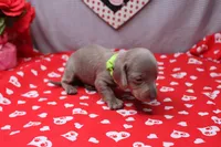 Aspen, a female Miniature Dachshund for sale in Weaubleau, MO – Photo 5 of 8