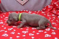 Aspen, a female Miniature Dachshund for sale in Weaubleau, MO – Photo 8 of 8