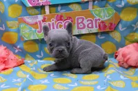 Niles, a male French Bulldog for sale in Weaubleau, MO – 7 of 10