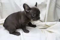 Carmela, a female French Bulldog for sale in Weaubleau, MO – 5 of 10