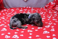 Zephyr, a male Miniature Dachshund for sale in Weaubleau, MO – Photo 8 of 8