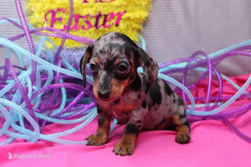 Zephyr – Miniature Dachshund puppy for sale in Weaubleau, MO