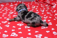 Zephyr, a male Miniature Dachshund for sale in Weaubleau, MO – Photo 2 of 8