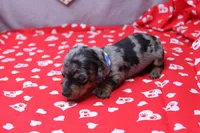 Zephyr, a male Miniature Dachshund for sale in Weaubleau, MO – Photo 3 of 8