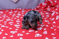 Zephyr, a male Miniature Dachshund for sale in Weaubleau, MO – Photo 4 of 8