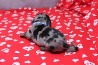 Zephyr, a male Miniature Dachshund for sale in Weaubleau, MO – Photo 7 of 8