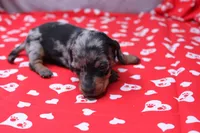 Zephyr, a male Miniature Dachshund for sale in Weaubleau, MO – Photo 5 of 8