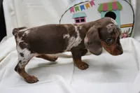 Pixie, a female Miniature Dachshund for sale in Weaubleau, MO – 6 of 9