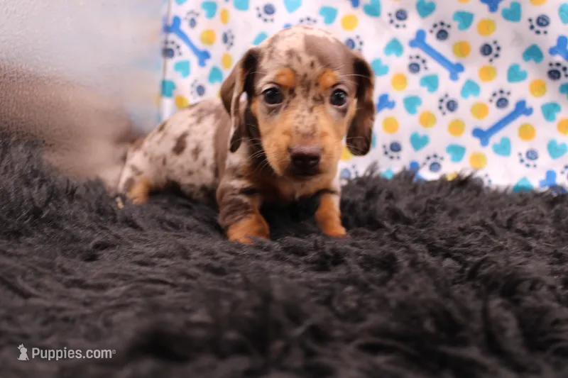 Quigley – Miniature Dachshund puppy for sale in Weaubleau, MO