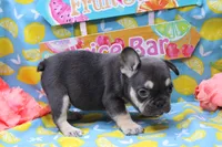 Ned, a male French Bulldog for sale in Weaubleau, MO – 9 of 9