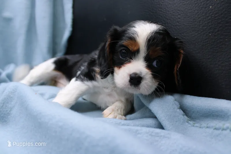 Wylda – Cavalier King Charles Spaniel puppy for sale in Weaubleau, MO