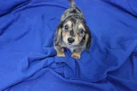 Squish, a male Miniature Dachshund for sale in Weaubleau, MO – 8 of 8