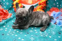 Pietro, a male French Bulldog for sale in Weaubleau, MO – 2 of 6