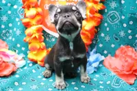 Nikolas, a male French Bulldog for sale in Weaubleau, MO – 3 of 6