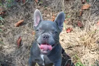 Niles, a male French Bulldog for sale in Weaubleau, MO – 3 of 10