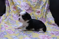 Walter, a male Cavalier King Charles Spaniel for sale in Weaubleau, MO – 3 of 4