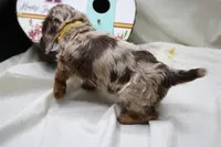 Khloe, a female Miniature Dachshund for sale in Weaubleau, MO – 7 of 10
