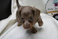 Penny, a female Miniature Dachshund for sale in Weaubleau, MO – 3 of 10