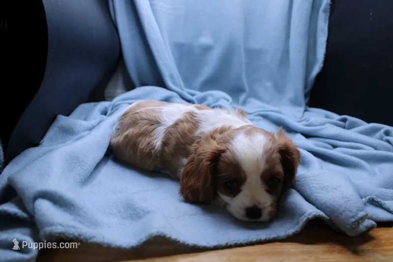 Wynee – Cavalier King Charles Spaniel puppy for sale in Weaubleau, MO