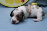 Eli, a male Miniature Dachshund for sale in Weaubleau, MO – 2 of 10