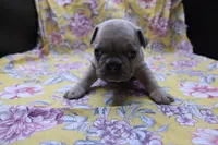 Peyton, a male French Bulldog for sale in Weaubleau, MO – 3 of 10
