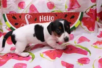 Eliza, a female Miniature Dachshund for sale in Weaubleau, MO – 3 of 10