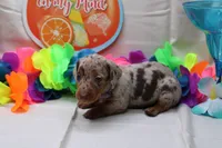 Kiari, a female Miniature Dachshund for sale in Weaubleau, MO – 8 of 10