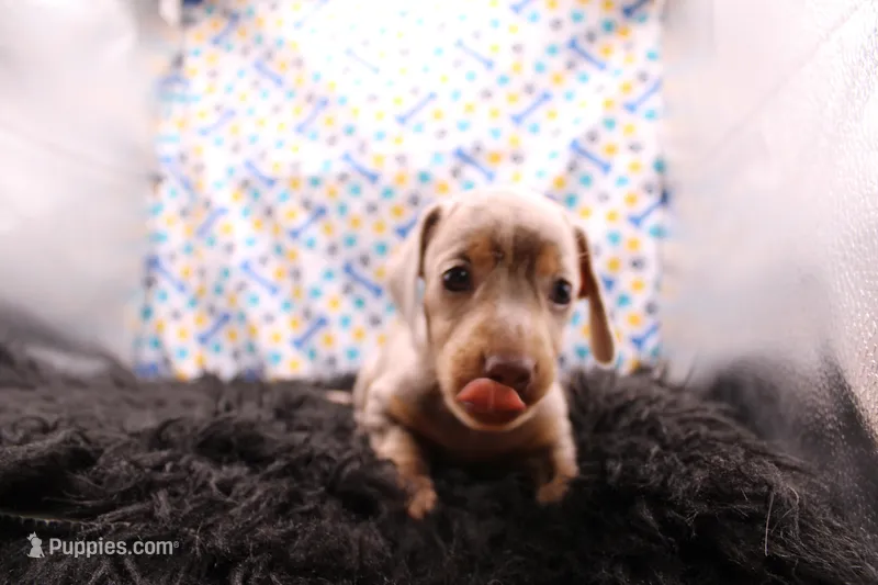 Quorra – Miniature Dachshund puppy for sale in Weaubleau, MO