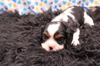 Treasure, a female Cavalier King Charles Spaniel for sale in Weaubleau, MO – 6 of 8