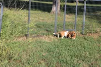 Freyja, a female Basset Hound for sale in Weaubleau, MO – 9 of 9