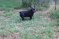 Caden, a male French Bulldog for sale in Weaubleau, MO – 10 of 10