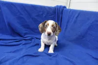 Eli, a male Miniature Dachshund for sale in Weaubleau, MO – 10 of 10