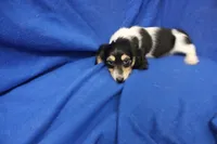 Syed, a male Miniature Dachshund for sale in Weaubleau, MO – 8 of 10