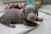 Seraphina, a female Miniature Dachshund for sale in Weaubleau, MO – 3 of 10