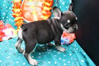 Neely, a male French Bulldog for sale in Weaubleau, MO – 6 of 8