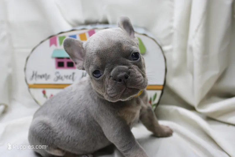 Ralph, a male French Bulldog for sale in Weaubleau, MO – 1 of 10