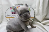 Ralph, a male French Bulldog for sale in Weaubleau, MO – 1 of 10