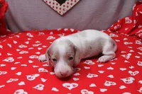 Glacier, a male Miniature Dachshund for sale in Weaubleau, MO – Photo 1 of 9