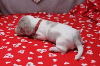 Glacier, a male Miniature Dachshund for sale in Weaubleau, MO – Photo 3 of 9