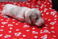 Glacier, a male Miniature Dachshund for sale in Weaubleau, MO – Photo 9 of 9