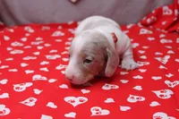 Glacier, a male Miniature Dachshund for sale in Weaubleau, MO – Photo 5 of 9