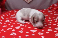 Glacier, a male Miniature Dachshund for sale in Weaubleau, MO – Photo 2 of 9